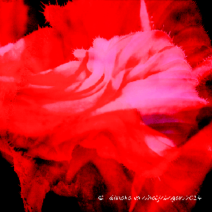 10x103.gif