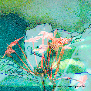 IMGP2943f.gif