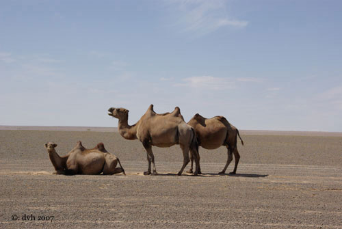 mongolie10l.jpg
