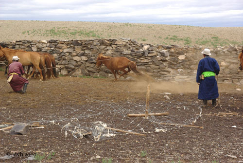 mongolie11l.jpg