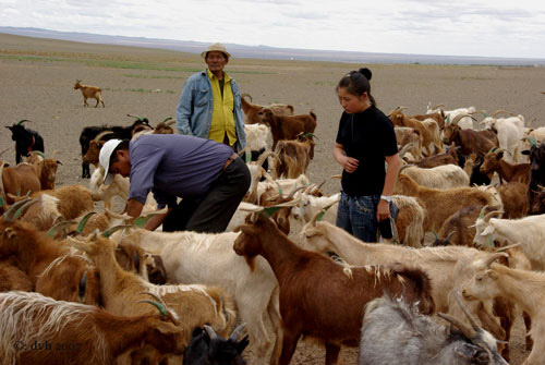 mongolie14l.jpg